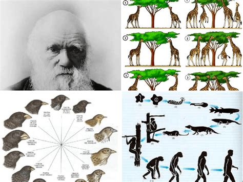 de acordo com a teoria de darwin como são selecionadas as características de uma população
